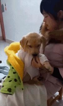 当狗狗吃醋时的表现,狗狗吃醋时会有什么表现