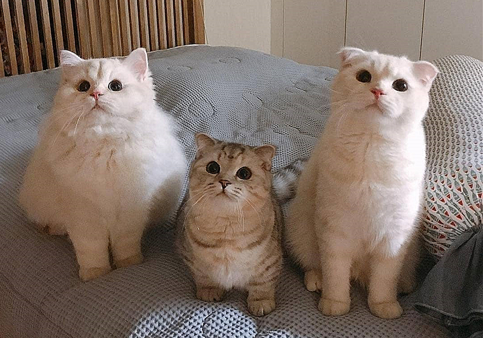 自己给成年猫咪打疫苗的正确方法,铲屎官可以自己给猫咪打疫苗吗