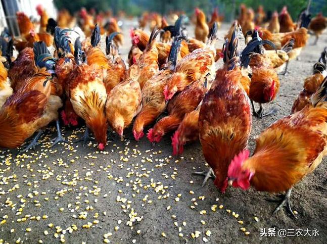 霉菌对鸡有什么作用呢,霉菌对鸡的影响