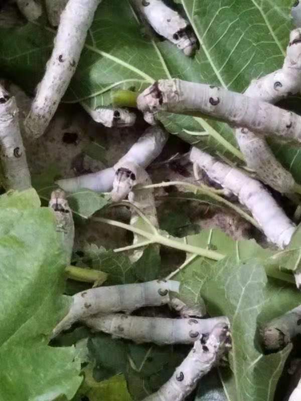 鐫℃铓曚笣鐪熺殑鑳芥敼鍠勬繁搴︾潯鐪犲悧,妗戣殨涓濈湡鐨勬湁鍔╀簬鐫＄湢