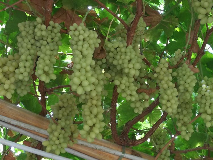 不到*疆新**，不知中国之大，不知天堂多美，这是浪漫的梦幻之乡