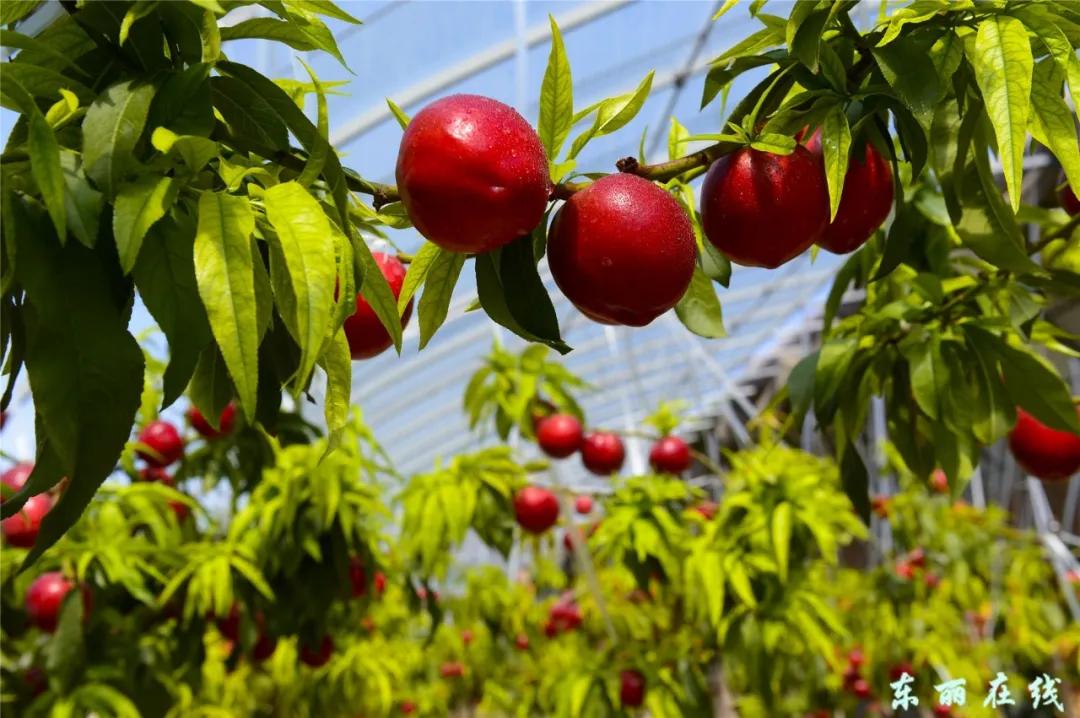 东丽区有发展吗,天津东丽区为什么没发展