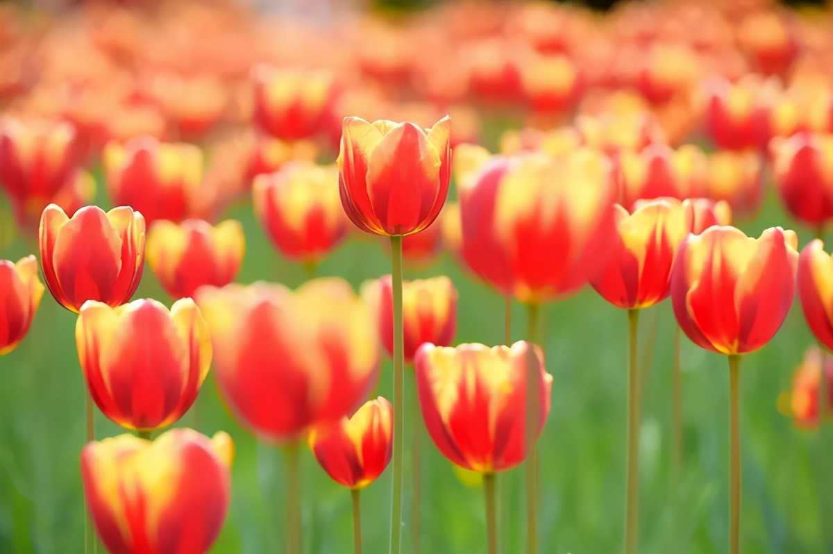 历经双甲子!北京交通大学:创造多项第一,坐拥轨道交通领域“硬核”实力!