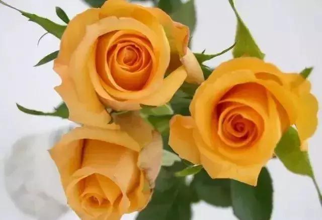 100种玫瑰品种图鉴大全,100种玫瑰品种图解