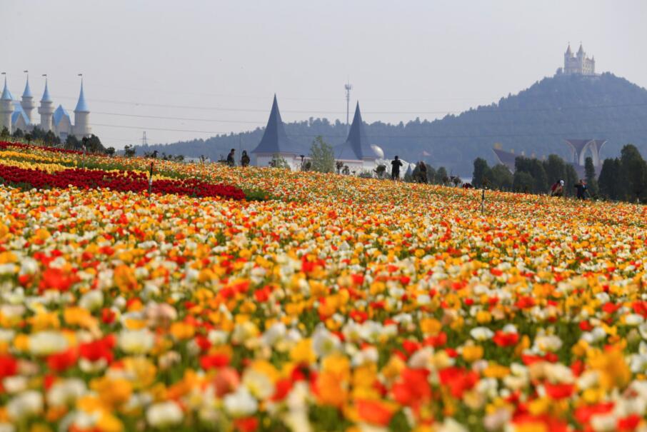 “论斤卖”的10种花卉种子，花海都种它，“靠天吃饭”就能活