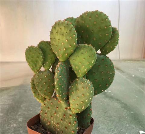 仙人掌长成圆柱形,仙人掌盆栽怎样养得宽大肥厚