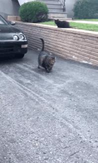 最适合家养的猫排名橘猫,最胖的品种猫排名