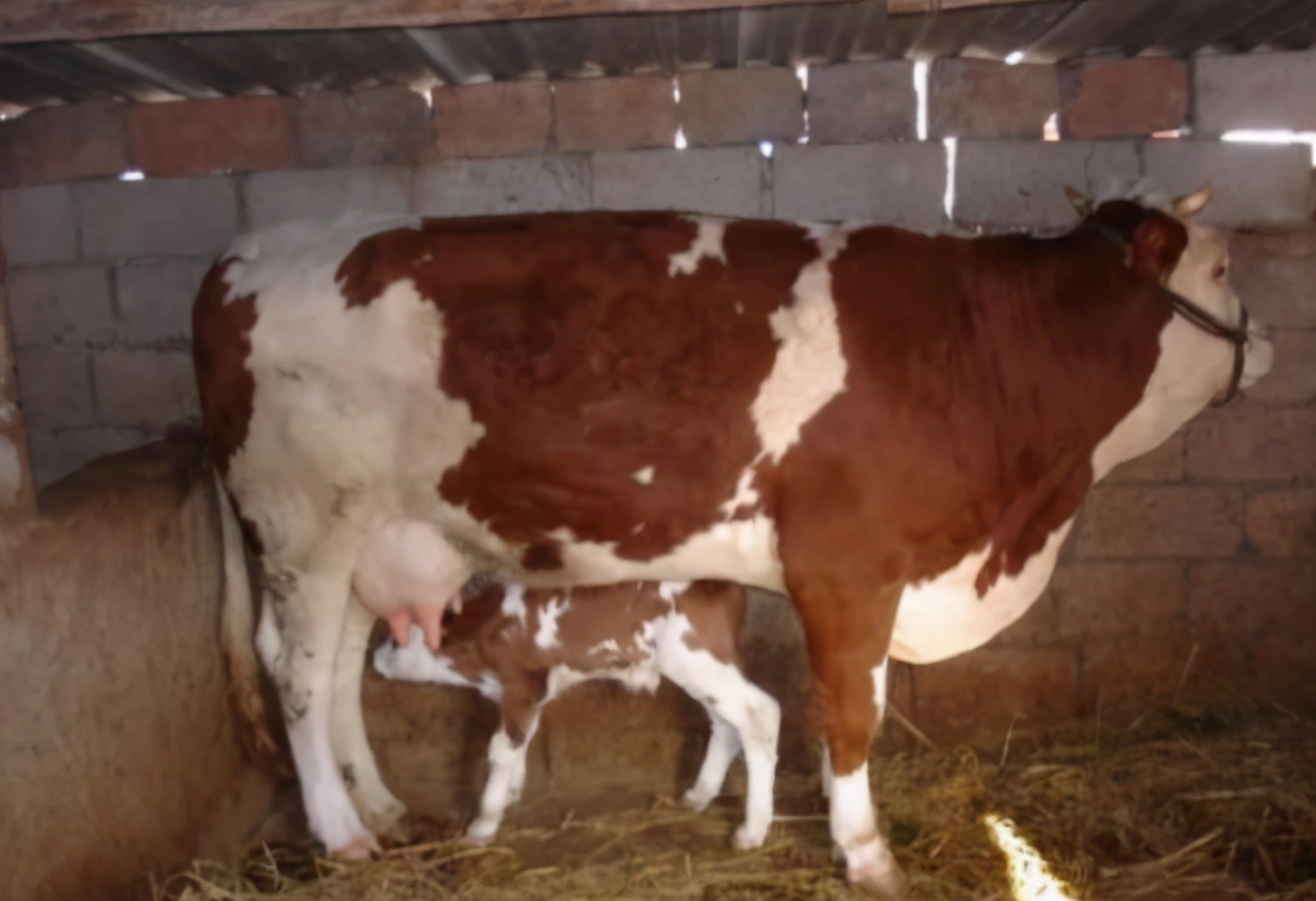 母牛流产的原因？母牛流产后怎么护理？这两种病要注意