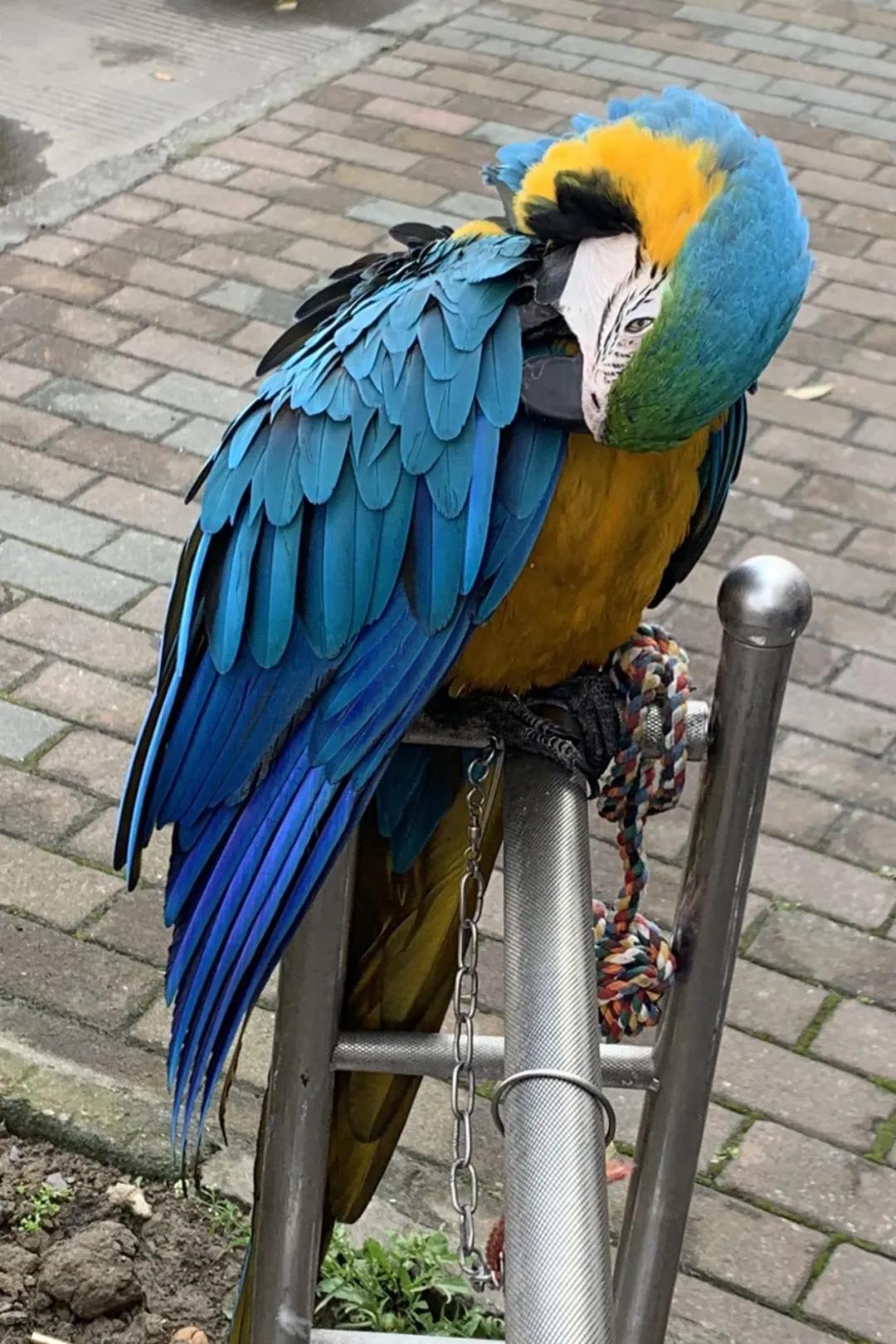 男子花4800元买了一只鸟,男子花9000买下三个初中女孩