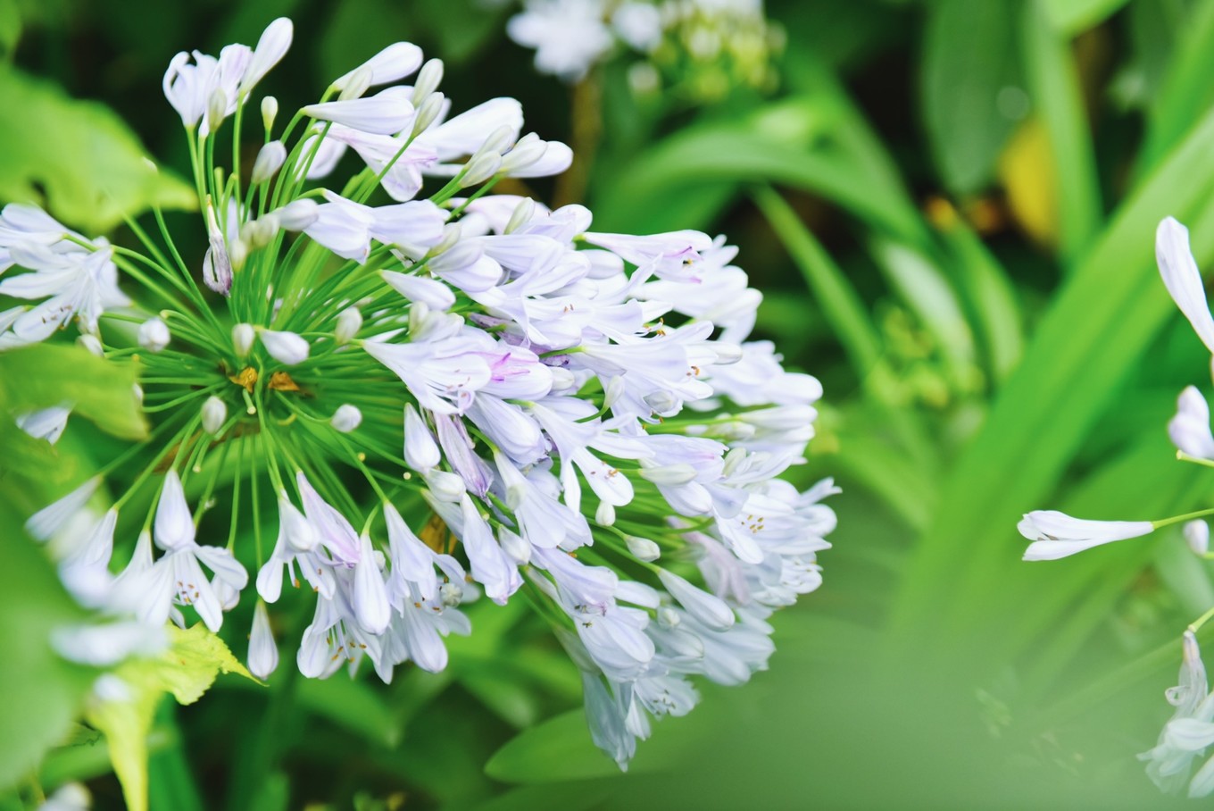 绿色世界花的海洋，在十里芳菲宠爱自己的24小时