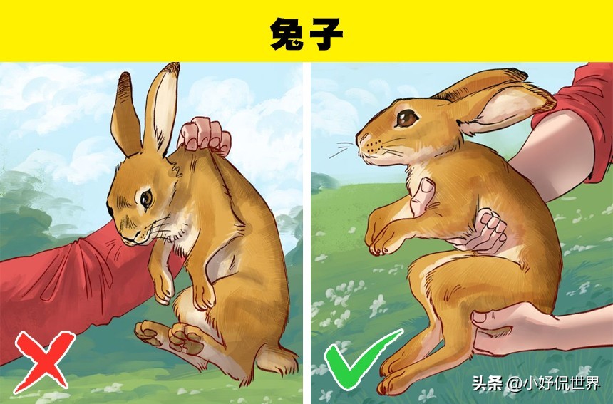 动物受伤处理视频,国家二级保护动物受伤了怎么处理