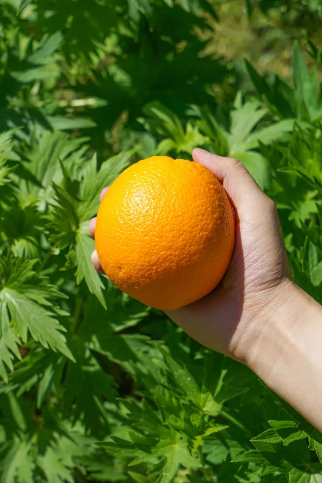 长春生鲜冷链配送,长春蔬果生鲜配送新鲜直达