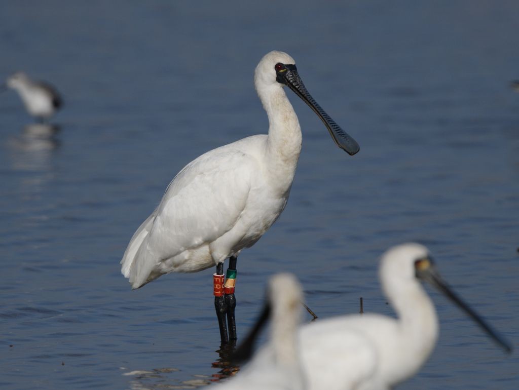 一网捞上2450公斤大黄鱼,一网打捞出957万的鱼