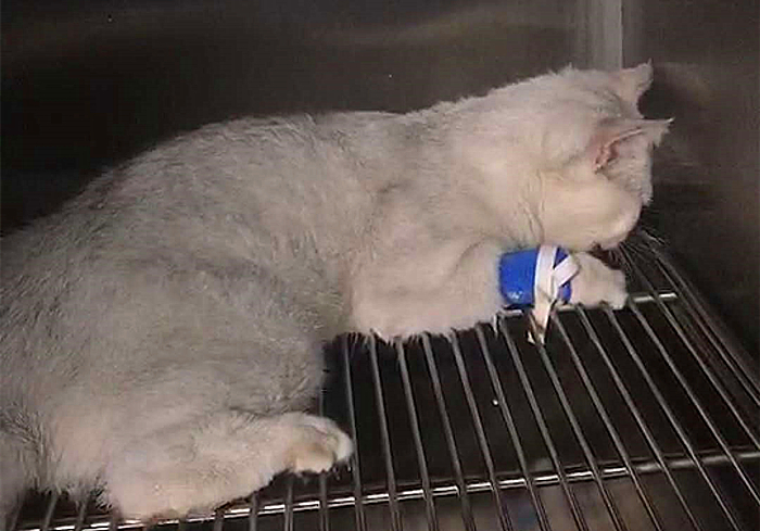 猫咪突然休克,猫咪突然抽搐休克直接失去心跳