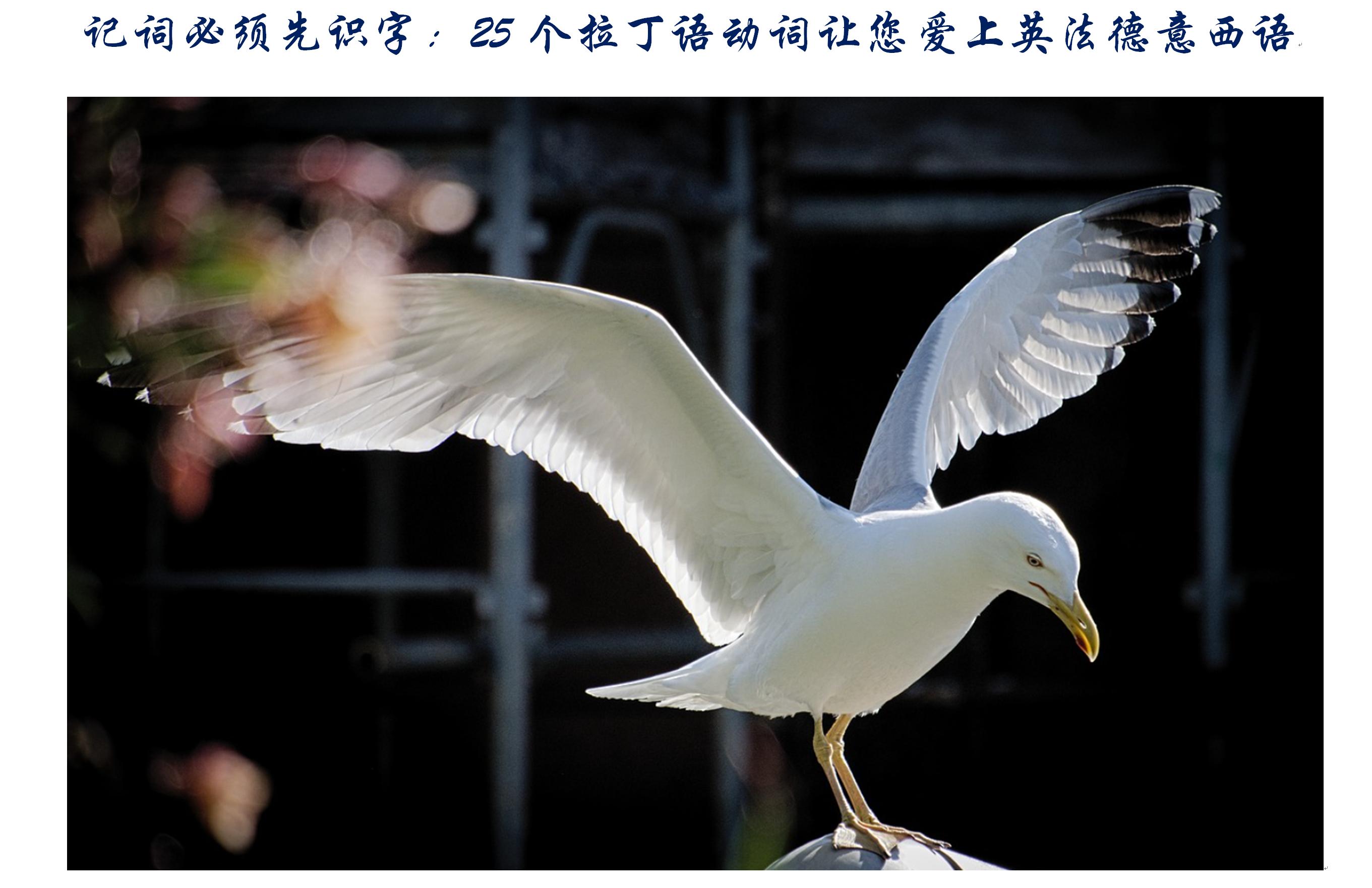 记词必须先识字：25个拉丁语动词让您爱上英法德意西语