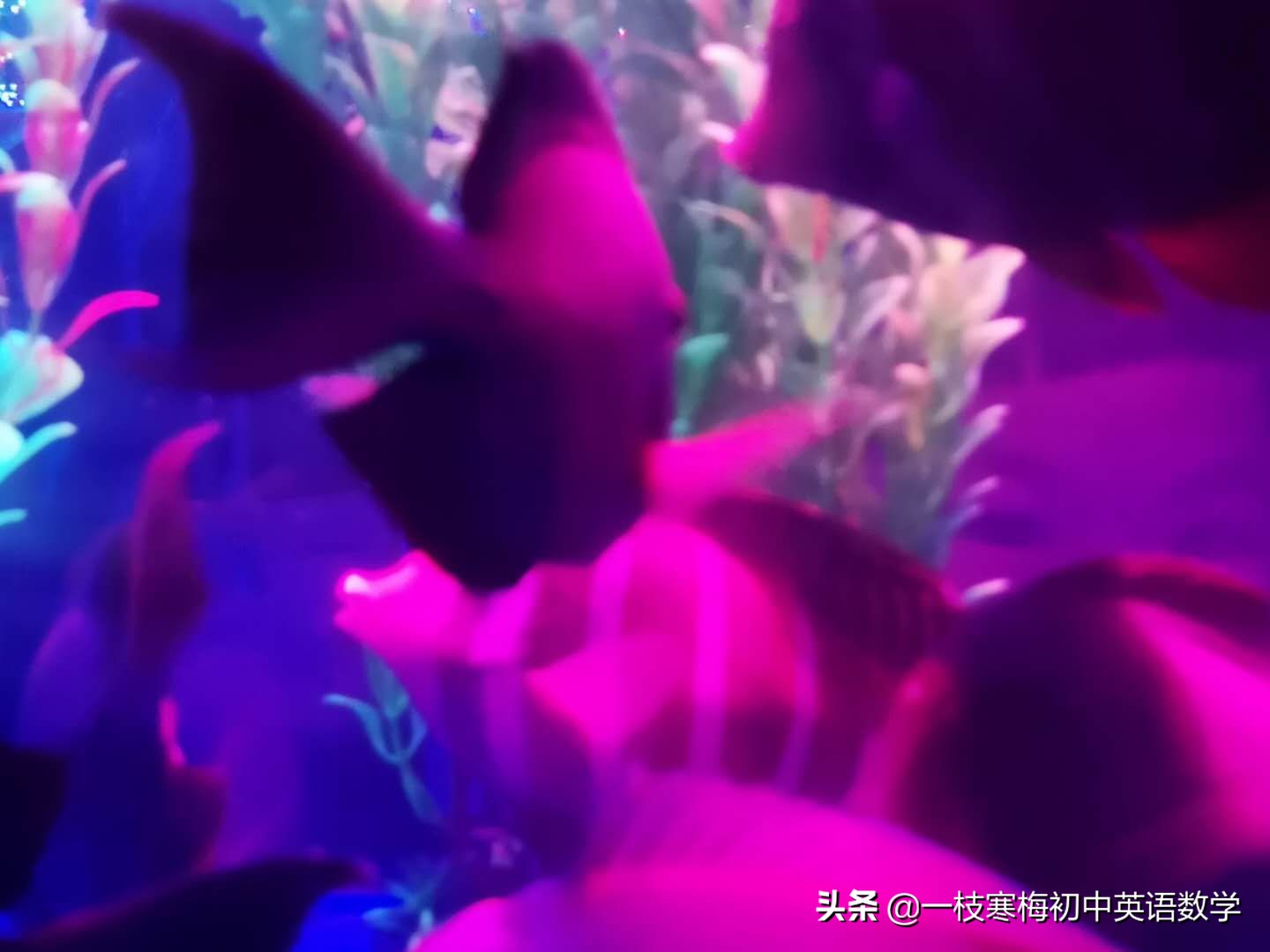 七年级下册英语第7单元检测卷,人教版七年级下册英语unit7单词