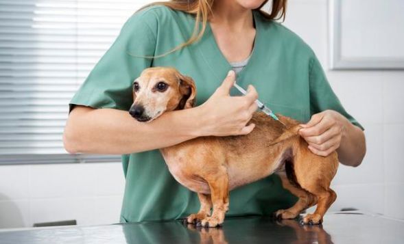 狗狗得细小之后容易得犬瘟么,狗狗得细小有治愈几率吗