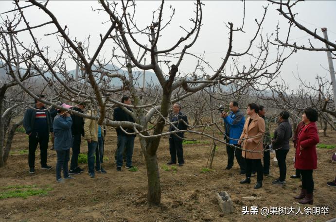 大樱桃枝叶过密怎么处理,大樱桃整形修剪中存在的问题
