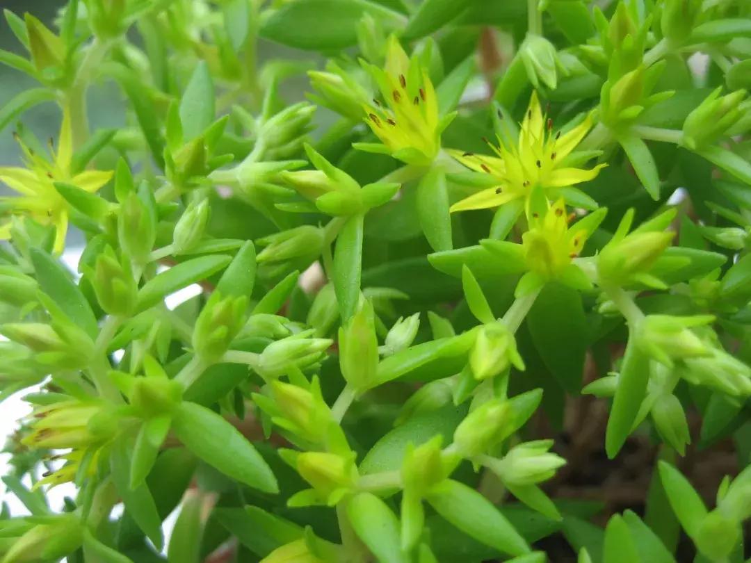 有药用价值的多肉植物图片,多肉植物有什么药用功效吗