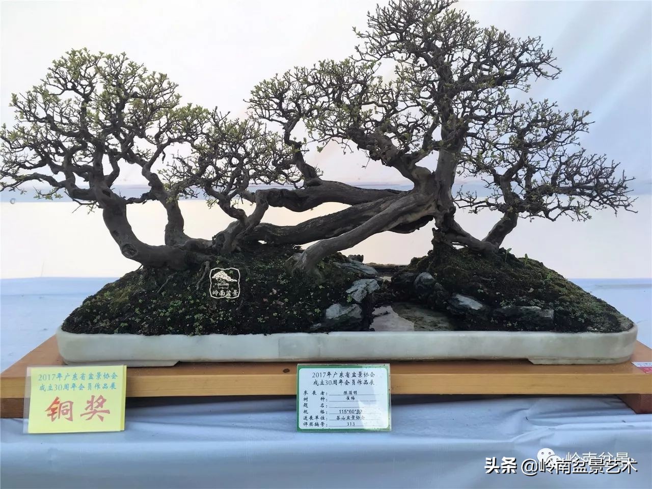 精品雀梅盆景名称,值得收藏的盆景作品欣赏