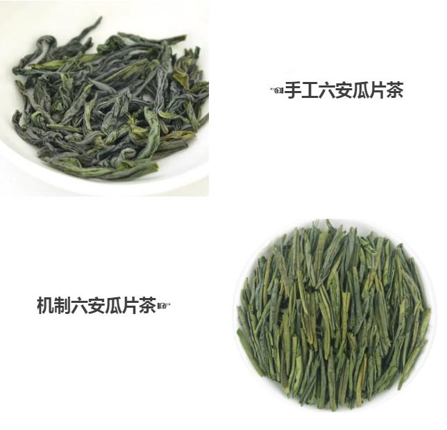 中国十大名茶绿茶六安瓜片雀舌茶,中国好茶排行榜前十名六安瓜片
