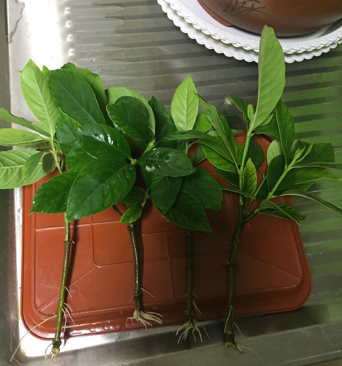 水培栀子花枯萎补救方法,水培栀子花开花后如何处理