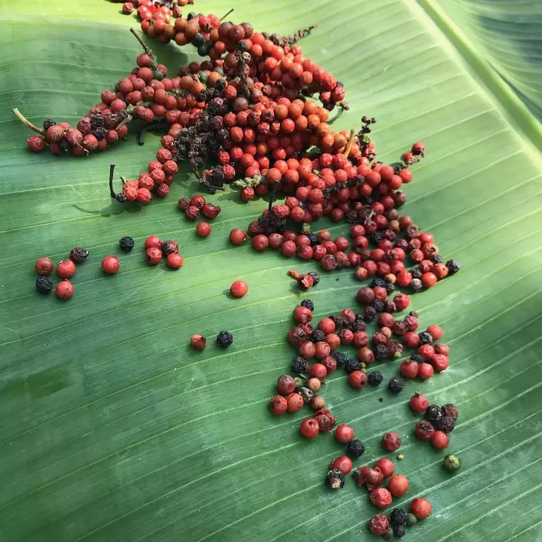 黑胡椒白胡椒香料介绍,山胡椒怎么分白胡椒和黑胡椒