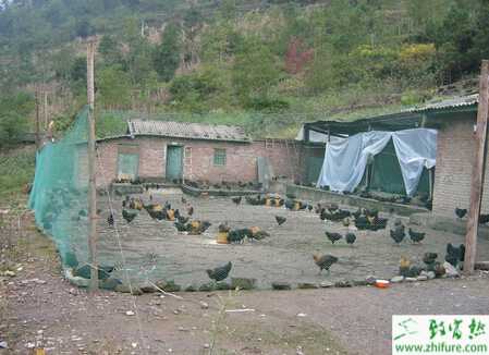 养鸡场小型玉米粉碎机多少钱,办一个小型养鸡场能挣到钱吗