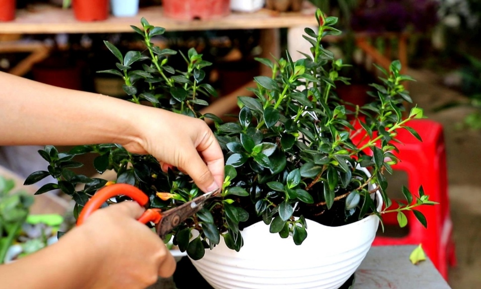 金鱼吊兰很多花苞怎么就不开花,金鱼吊兰开花期间怎么养护和浇水