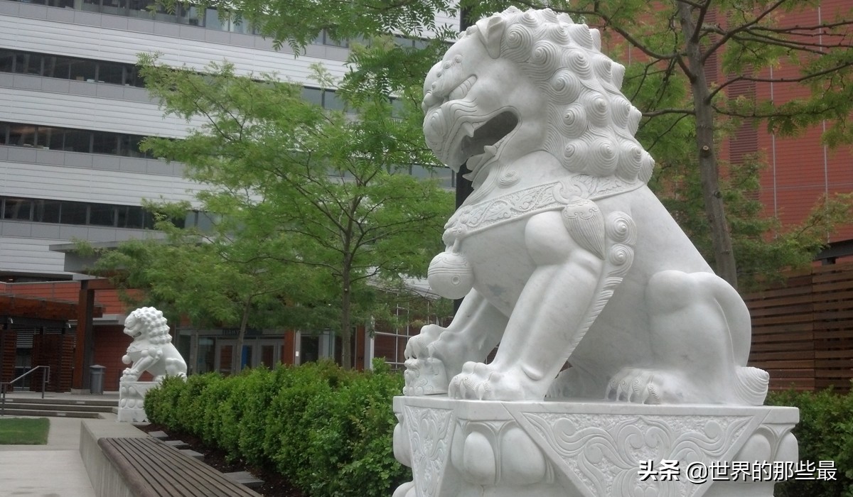 老虎真的比狮子强大吗,老虎和狮子谁是百兽之王