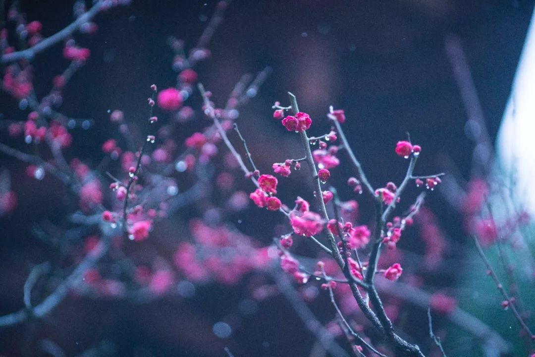 杭州孤山梅园图片,杭州赏梅园