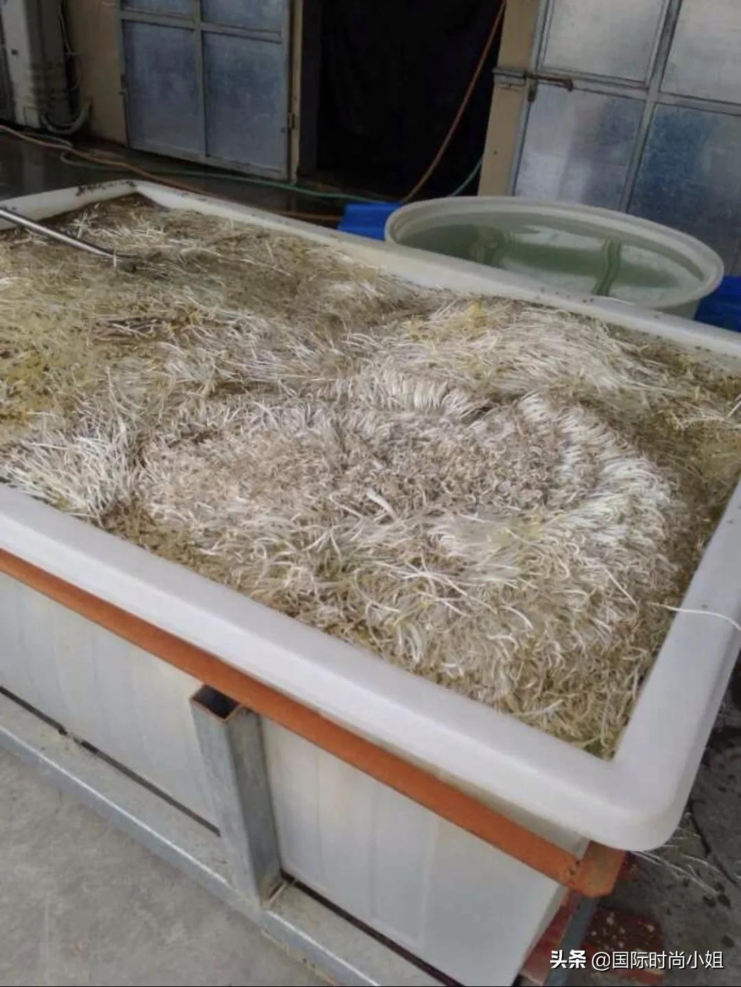 老纪是个什么人物,一个历史上的传奇人物