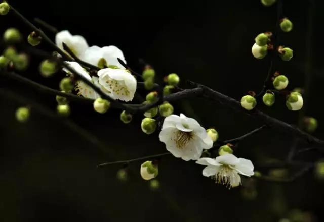 中国十大名花你认识几种呢,中国十大名花你喜欢哪种呢