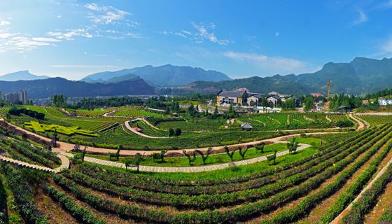 雨城区乡镇名称,雨城区区划