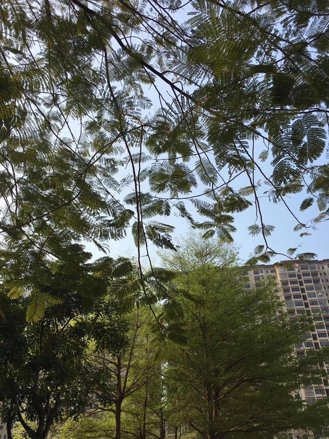 不失眠但多梦睡眠质量差怎么办,失眠多梦耳鸣睡眠浅怎么治疗