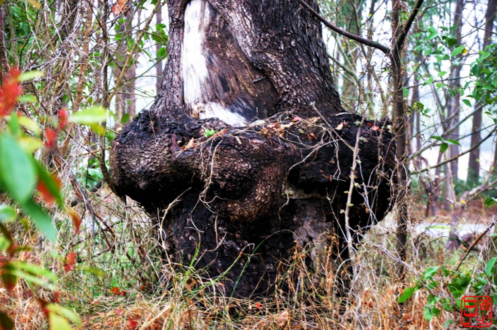 浙江母亲河钱塘江,浙江台州春风