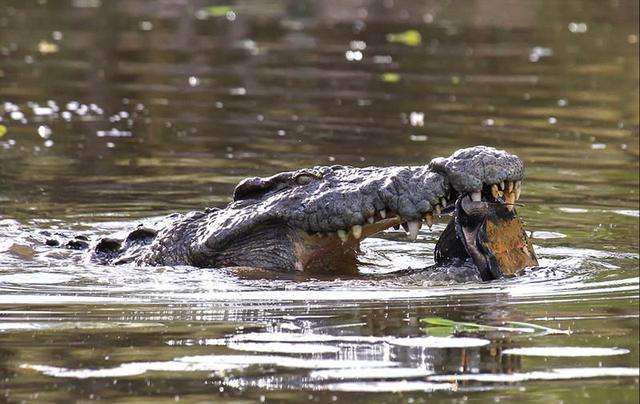 乌龟的天敌是什么动物,乌龟最怕的动物