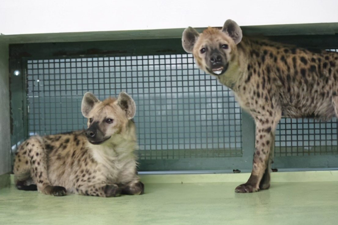 斑鬣狗一窝生几个,动物园看斑鬣狗