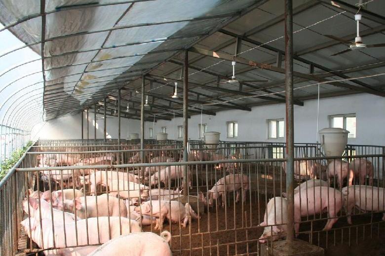 猪肉有一股尿骚味一般人吃不出来,才买的猪肉遇热就有一股怪味