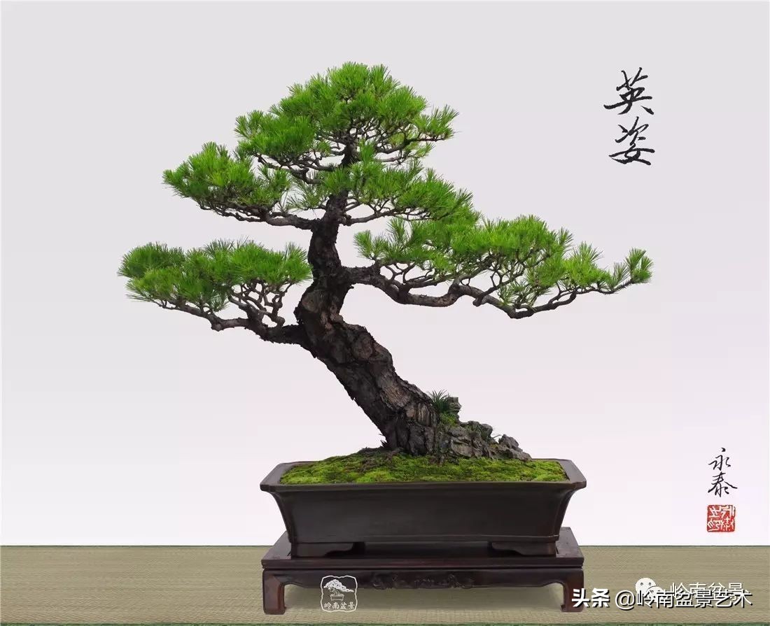 山松马尾松盆景,盆景大师郑永泰有书吗