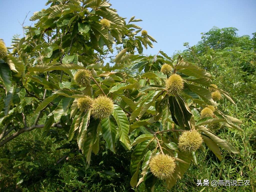 连续3年遇滞销,如今40万斤完全成熟,还未上市却跌成白菜价