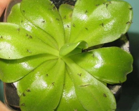 花盆里有飞虫能用杀虫剂么,花盆小黑飞虫最好的方法
