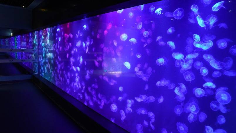 小梅沙海洋世界门票团购套票,小梅沙海洋世界3天2夜套票