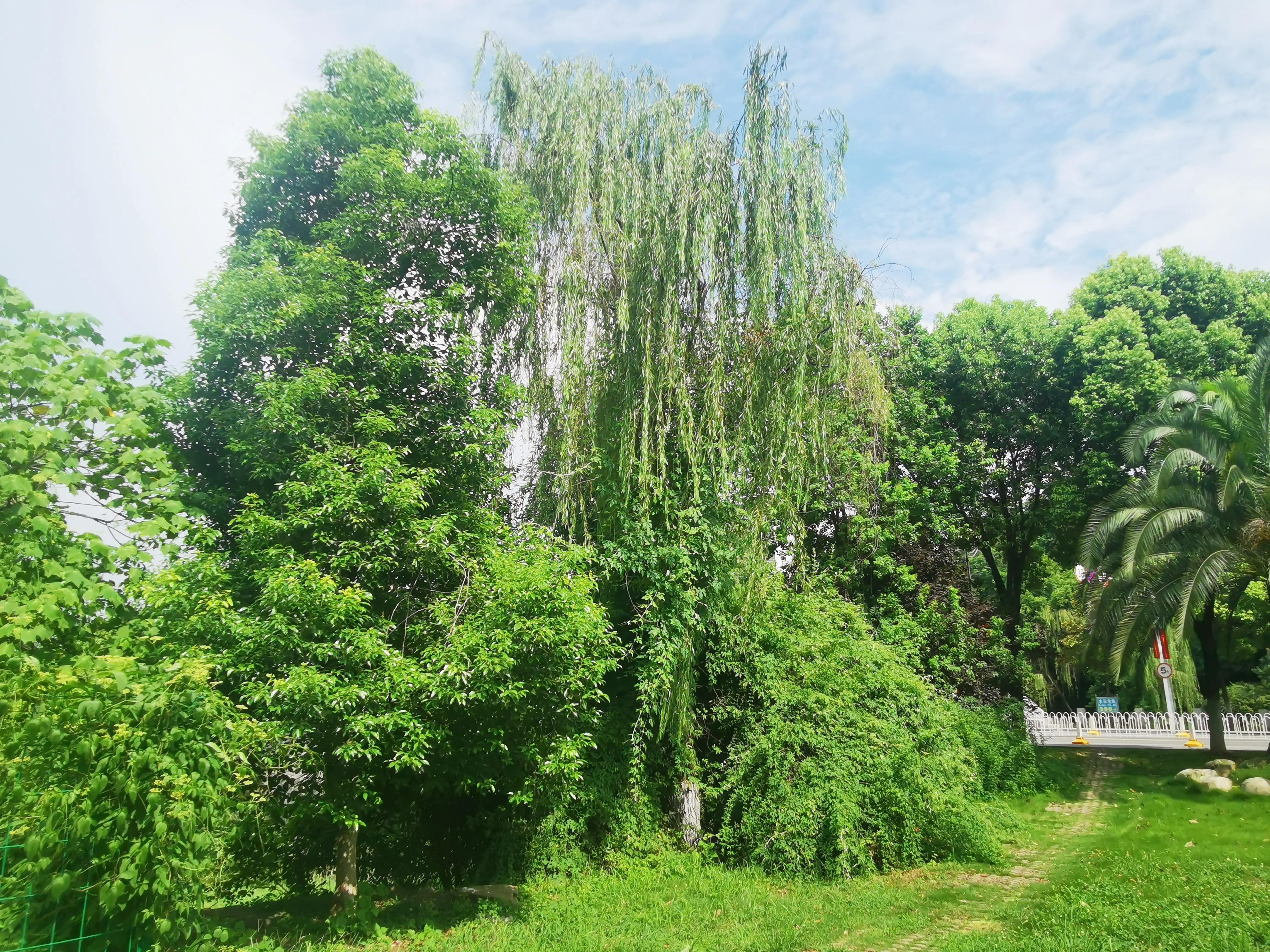 武汉大学中国最美学校,最美校园武汉大学