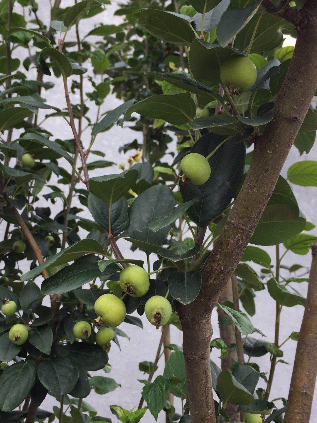 我的家乡大兴安岭完整版的歌曲,我的家乡大兴安岭原唱