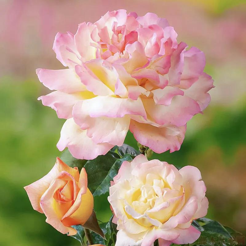 和平月季的价格,和平月季优缺点