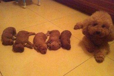 泰迪需要注意事项,泰迪注意事项大全