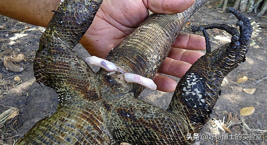 深海里有哪些鲜为人知的神秘生物,深海浮游生物图片