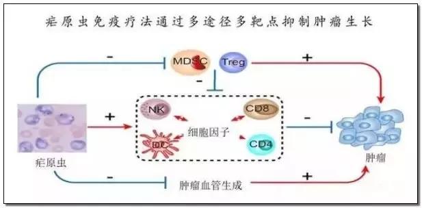 青蒿素治疗癌症一针16小时消失,疟原虫治愈癌症