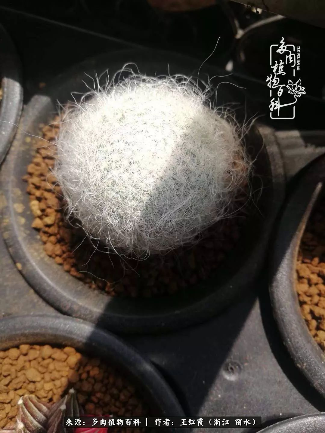 仙人球春天露养条件,仙人球露养条件